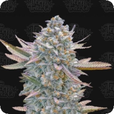 Lemon  Zushi  Feminised  Cannabis  Seeds 0