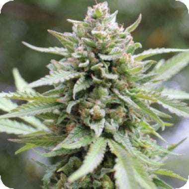 Lemongrass  Feminised  Cannabis  Seeds 0