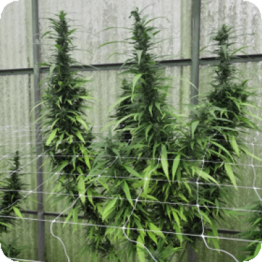 Leviathan  C B G  Feminised  Cannabis  Seeds 0