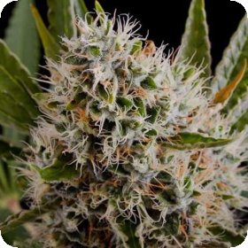 Lithium  O G  Kush  Auto  Flowering  Cannabis  Seeds 0