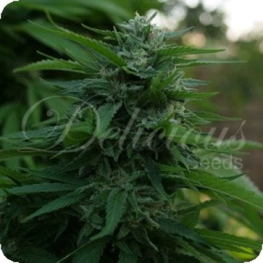 Lord Kush Feminised Cannabis Seeds 0