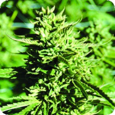 Lost  Coast  O G  Feminised  Cannabis  Seeds 0