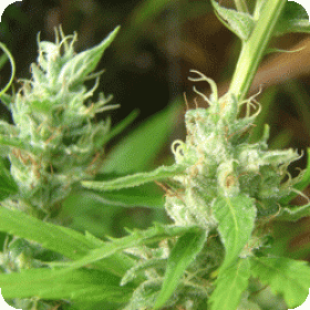 Lowboldt  Auto  Flowering  Cannabis  Seeds 0