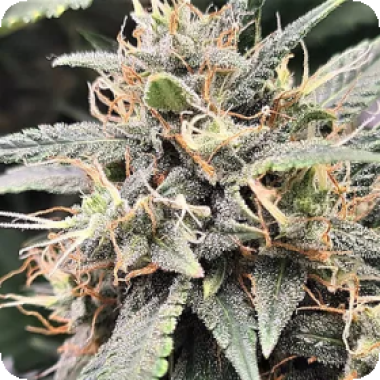 M A C  Flurry  Auto  Flowering  Cannabis  Seeds 0