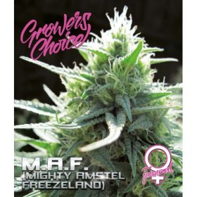 M A F  Feminised  Cannabis  Seeds 0