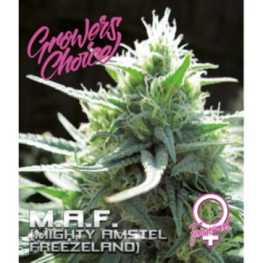 M A F Feminised Cannabis Seeds 0