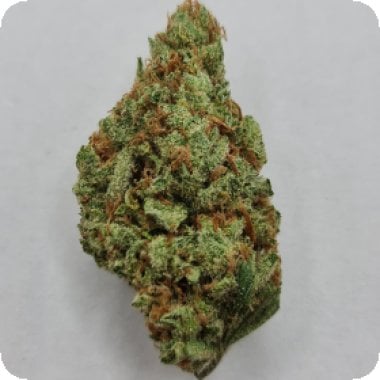 Mac Mango Feminised Cannabis Seeds 0
