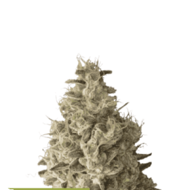 Mack And Crack Auto Flowering Cannabis Seeds 0