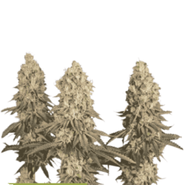 Mack And Crack Feminised Cannabis Seeds 0