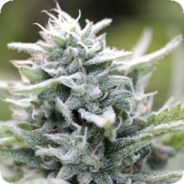 Magic  Melon  Feminised  Cannabis  Seeds