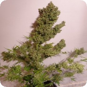Malawi  X  N L  Auto  Flowering  Cannabis  Seeds 0
