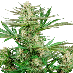 Malibu  O G  Gold  Feminised  Cannabis  Seeds