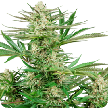 Malibu O G Gold Feminised Cannabis Seeds