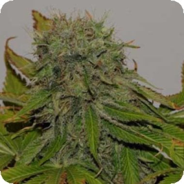 Mama  Mia  Feminised  Cannabis  Seeds