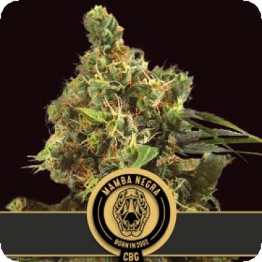 Mamba  Negra  C B G  Feminised  Cannabis  Seeds 0