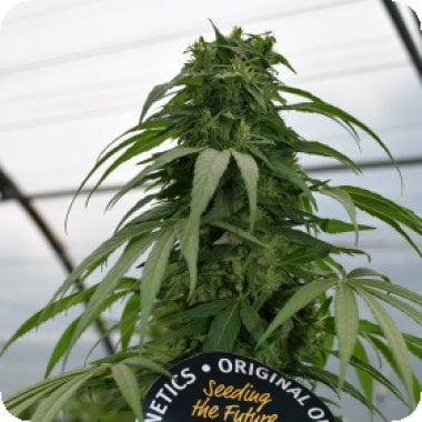 Mandarin Mimosa Feminised Cannabis Seeds 0