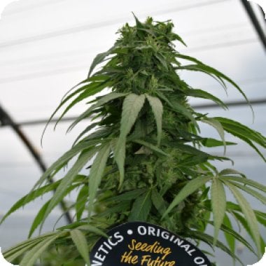 Mandarin  Mimosa  Feminised  Cannabis  Seeds 0