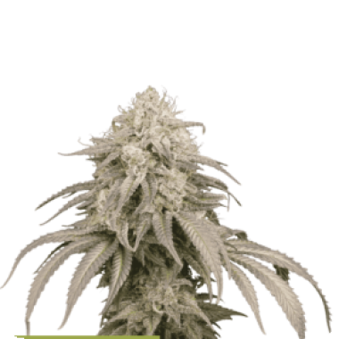 Mandarin Panties Auto
