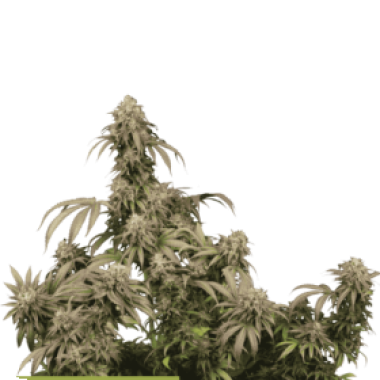Mandarin Panties Feminised Cannabis Seeds