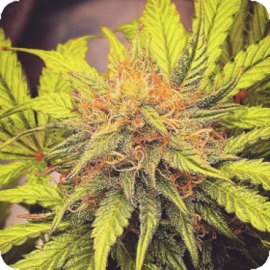 Mandarine 20cream 1