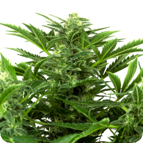 Mandarine  Punch  Auto  Flowering  Cannabis  Seeds