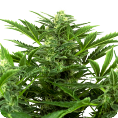 Mandarine Punch Auto Flowering Cannabis Seeds
