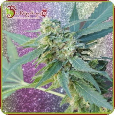 Mango Bubble Cloud Auto 0