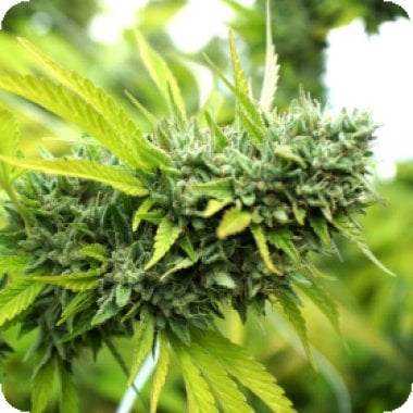 Mango  O G  Auto  Flowering  Cannabis  Seeds 0