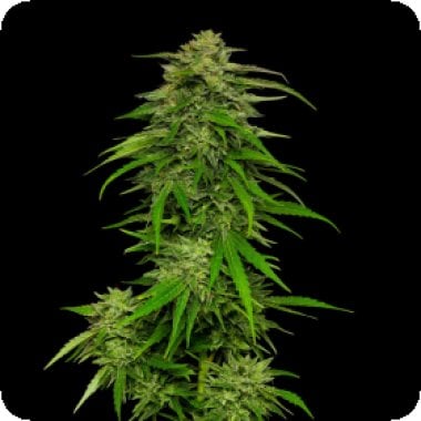 Mango  Sherbet  Auto  Flowering  Cannabis  Seeds