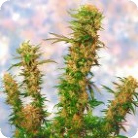 Mangolian  Indica  Regular  Cannabis  Seeds 0