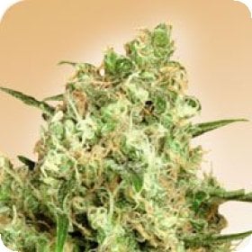 Maple  Leaf  Indica  Regular  Cannabis  Seeds
