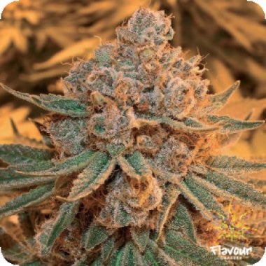 Maple  Syrup  Feminised  Cannabis  Seeds