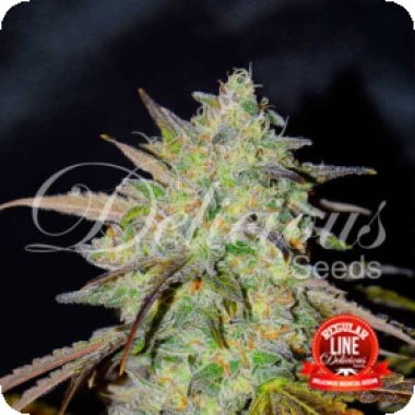 Marmalate  Regular  Cannabis  Seeds