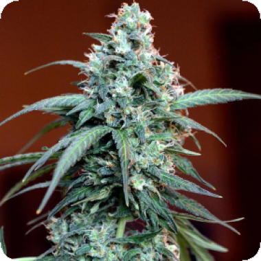 Massassin  Auto  Flowering  Cannabis  Seeds