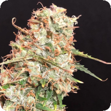 Masszar Auto Flowering Cannabis Seeds
