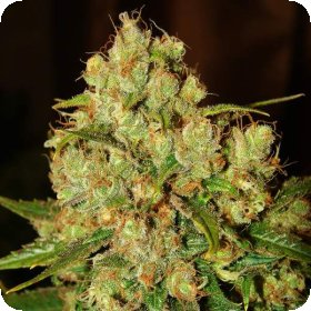Master  Kush  Auto  Flowering  Cannabis  Seeds 0