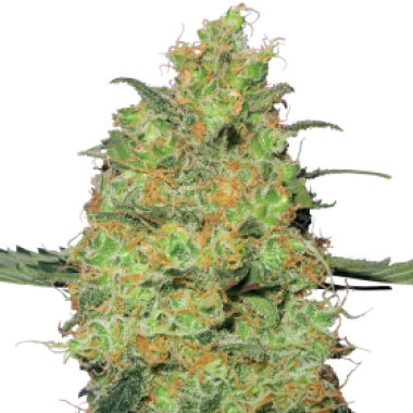 Master  Kush  Regular  Cannabis  Seeds 0