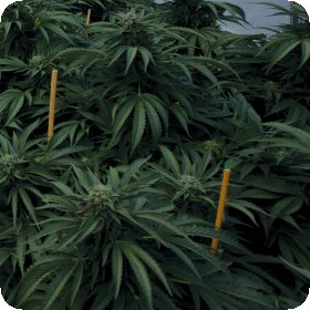 Mastodon  Kush  Feminised  Cannabis  Seeds 0