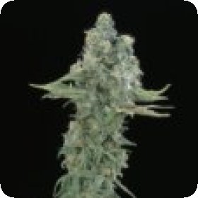Matanuska  Mist  Regular  Cannabis  Seeds 0