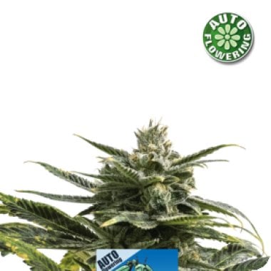 Matic  Auto  Flowering  Cannabis  Seeds 0