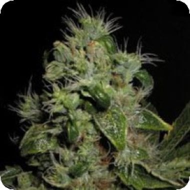 Mazari Feminised Cannabis Seeds