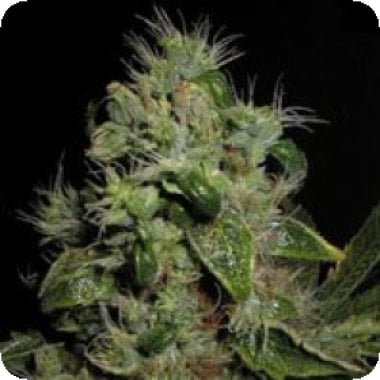 Mazari  Feminised  Cannabis  Seeds