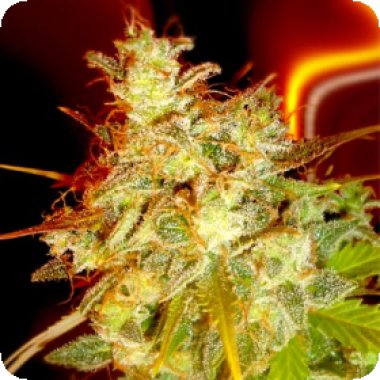 Mazari  Grape  Regular  Cannabis  Seeds 0