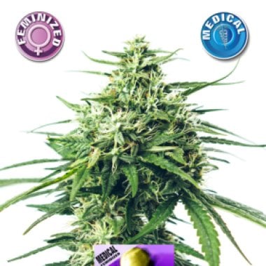 Medical  Buddha  Feminised  Cannabis  Seeds 0