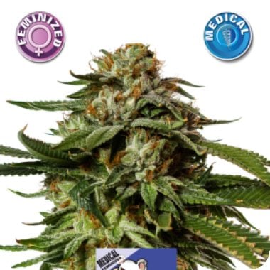 Medical  Cheese  Feminised  Cannabis  Seeds