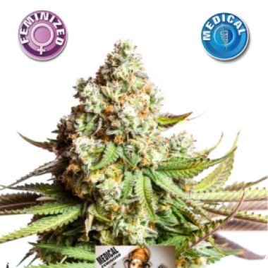 Medical  O G  Kush  Feminised  Cannabis  Seeds 0