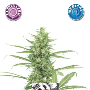 Medical  Skunk  Feminised  Cannabis  Seeds