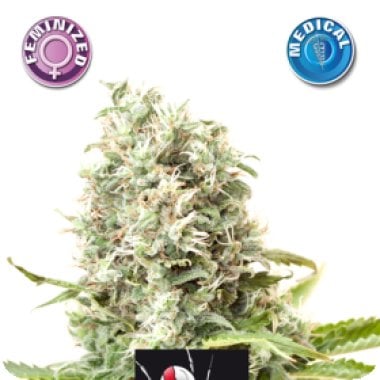 Medical White Widow Feminised Cannabis Seeds