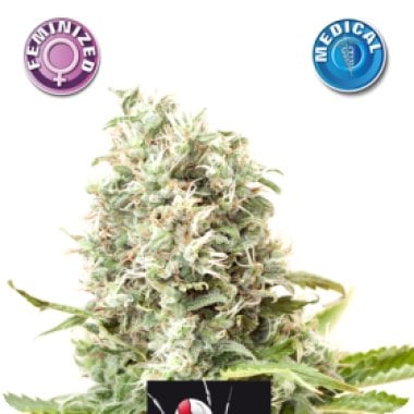 Medical  White  Widow  Feminised  Cannabis  Seeds