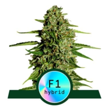 Medusa  F1  Auto  Flowering  Cannabis  Seeds 0